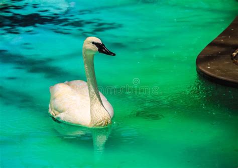 White Swan Bird With Babys On A Park Stock Image Image Of Park