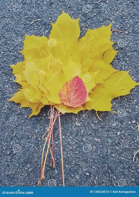 Yellow Autumn Leaves On The Ground Stock Image Image Of Sized Yellow