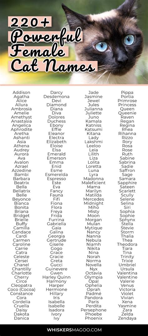Pin On Cat Names Cat Name Ideas And Inspiration