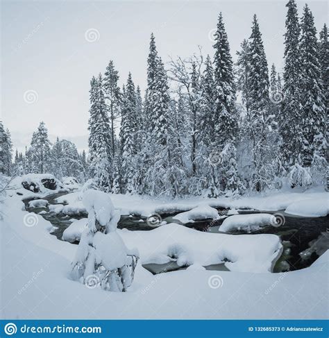 Deep Fresh Snow In Norwegian Forest Boreal Landscapes In Winter Stock