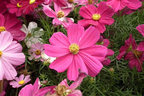 How To Grow Cosmos From Seeds — Kitchen Home Gardener