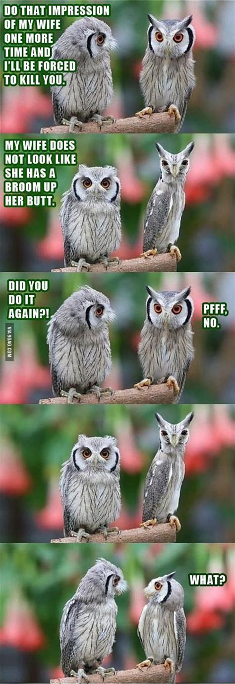 Do That Impression Of My Wife One More Time Funny Funny Owls