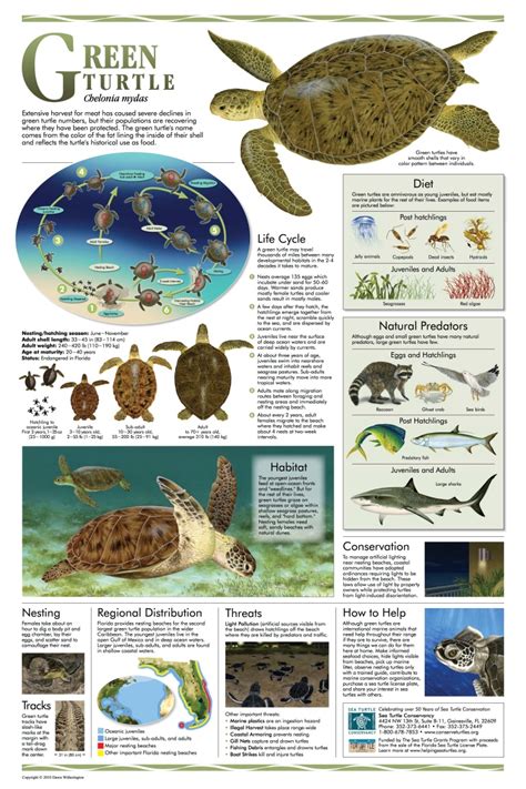 Sea Turtle Posters Infographics Rolling Harbour Abaco