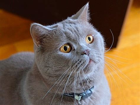 Harga Kucing British Shorthair Terbaru 2021 Dan Cara Perawatannya