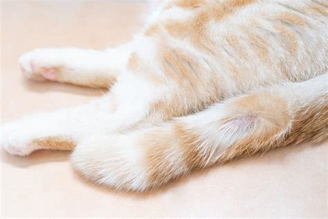 How To Spot A Broken Cat Tail And Other Tail Injuries Litter Robot
