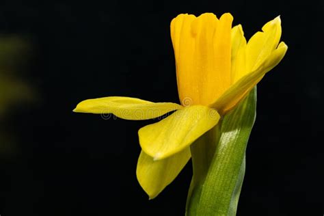 Fresh Narcissus Fresh Yellow Daffodil Spring Background Narcissus