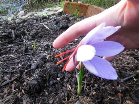 How To Plant And Cultivate Saffron Bulbs At Home Dengarden