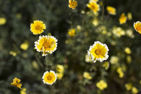 Maybe you would like to learn more about one of these? Slideshow: The 13 best Calif. native drought-tolerant ...