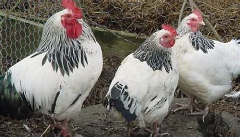 10 beautiful black and white feathered chicken breeds tendig