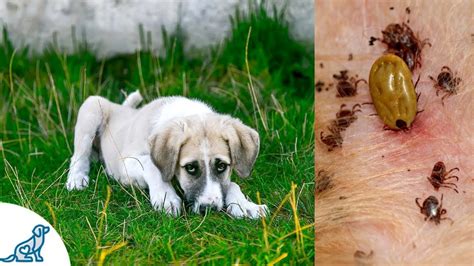 Symptoms Of Lyme Disease In Dogs And Why Its So Dangerous