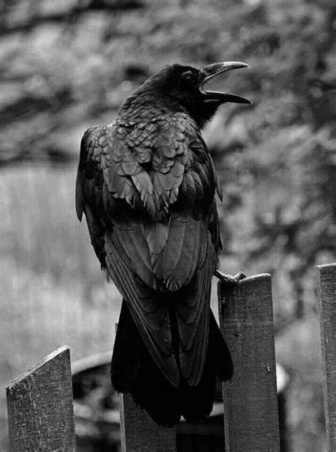 Raven Photography Raven Bird Raven