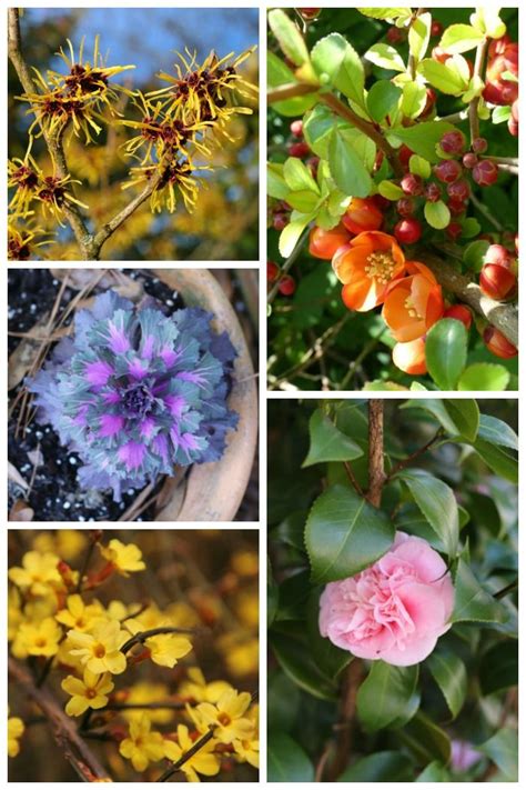 Check spelling or type a new query. Add These Winter Flowering Plants For Cold Weather Color ...