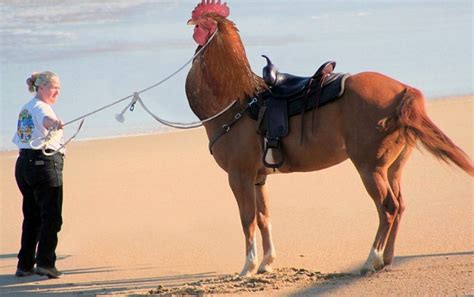 10 Kuda Tebak Tebakan Gambar Hewan Gabungan
