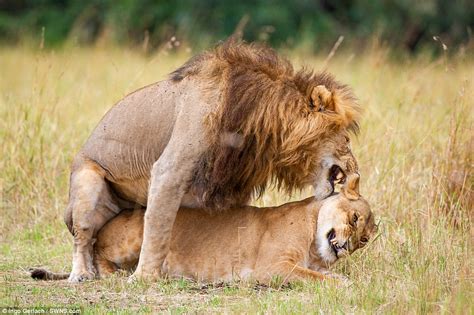 Photographer Captures Expressions On Lions Faces While Theyre Mating