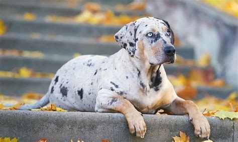 Exotic Dog Names 250 Unique Ideas For Your Pup