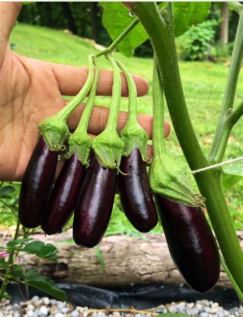 Fingers Eggplant Seeds Etsy