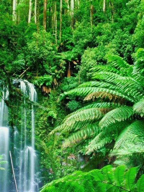 Free Download Green Landscapes Trees Jungle Forest Rainforest Wallpaper
