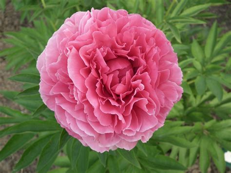 Maybe you would like to learn more about one of these? Rose Heart 2018 | Flowers, Peonies, Rose