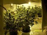 Growing Marijuana Indoors From Seeds Pictures