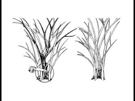 (all shrubs on the rejuvenation pruning and moderate pruning lists also respond to light pruning): Plant Amnesty: The Shearables, the Hackables, and the ...