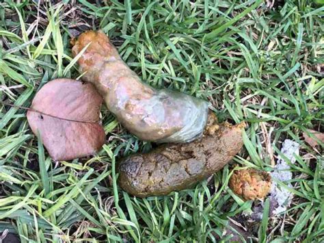 Mucus In Dogs Poop When Its A Good Sign Boxer Dog Diaries