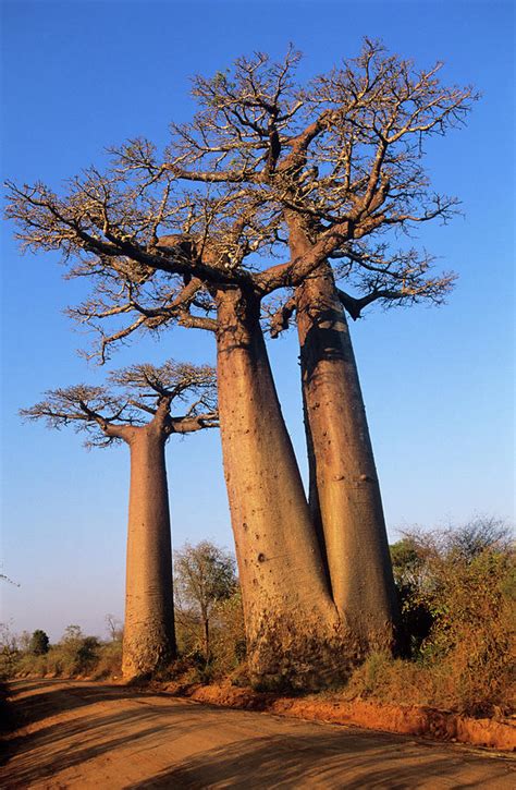 Baobab Trees Photograph by Tony Camacho/science Photo Library