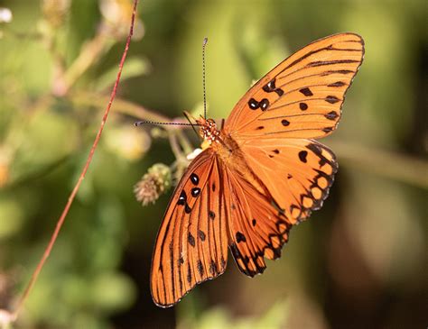 Gulf Fritillary Us National Park Service