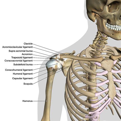 Labeled Anatomy Chart Of Shoulder Photograph By Hank Grebe Pixels