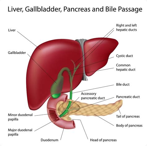 Liver And Gallbladder Diagram The Gallbladder And Liver Function