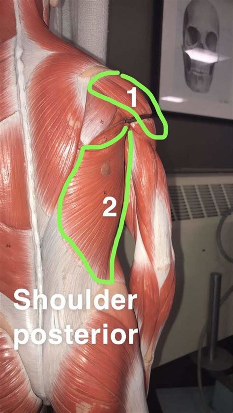 Shoulder Posterior Diagram Quizlet