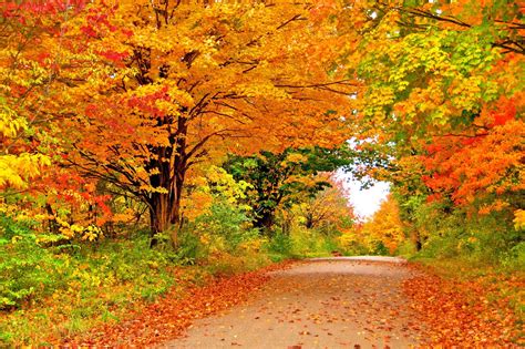 Bright Autumn Road 4k Ultra Hd Wallpaper Background Image 4672x3104