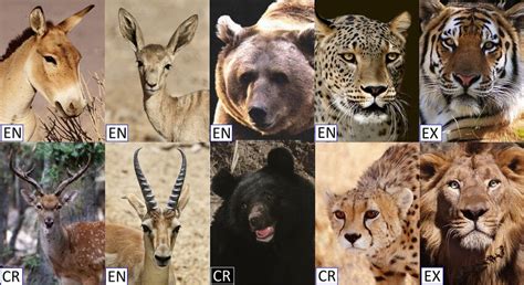 Photographic examples of threatened large mammals. Top row left to