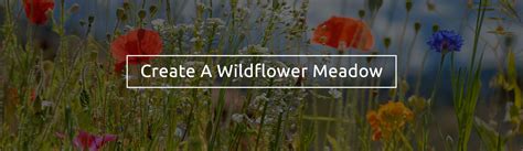 How To Create A Wildflower Meadow In The Garden Wild Flowers