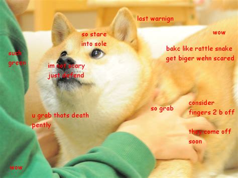 1000 Images About Such Doge Wow So Much Doge On Pinterest Doge Doge