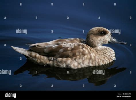 Marbled Teal Duck Marmaronetta Angustirostris Swimming On A Lake At