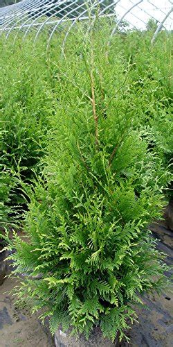 Green Promise Farms Enthgg03 Live Plant Thuja X Green Giant Evergreen