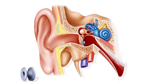 To play a piece of music without referencing sheet music or a recording. Ear Grommets - ENT Clinic Sydney