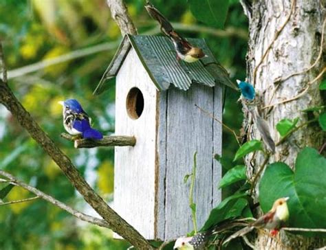¿sabes cuántas aves pierden sus nidos a causa de los temporales? Cómo construir una casa nido de pájaros | Bioguia