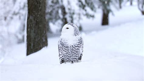 Snowy Owl Animation From Yesterdays Daily Bing Image Rsuperbowl