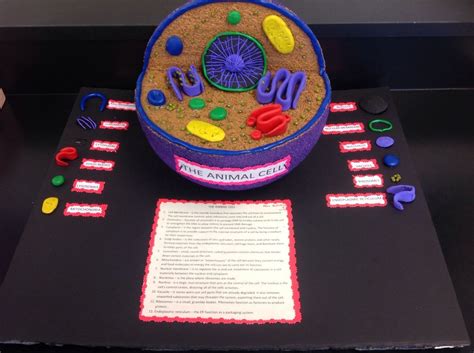 3d Animal Cell Project 3d Animal Cell Model Plant Cell Project Cell