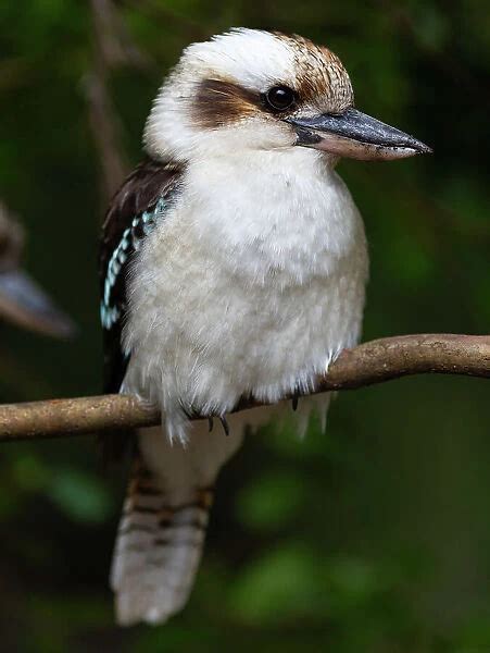 Kookaburra Available As Framed Prints Photos Wall Art And Photo Ts