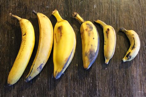 Edible Tropicals How To Propagate Bananas
