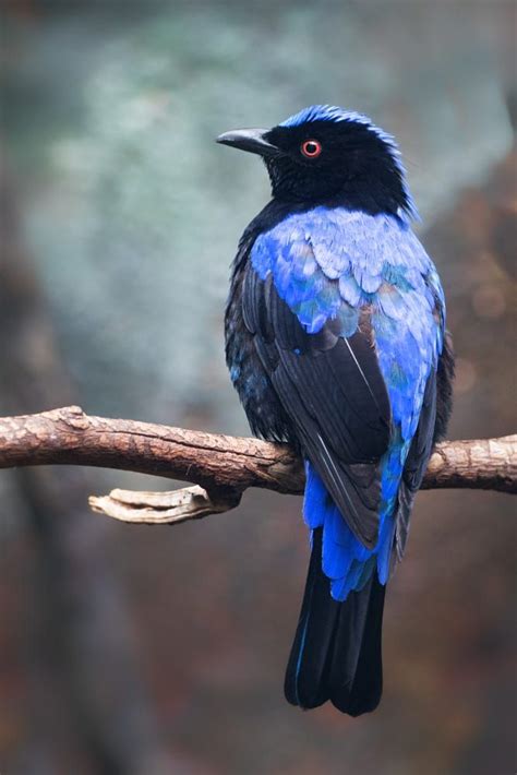 Fairy Bluebird By Carl Monopoli On 500px Blue Bird Beautiful Birds