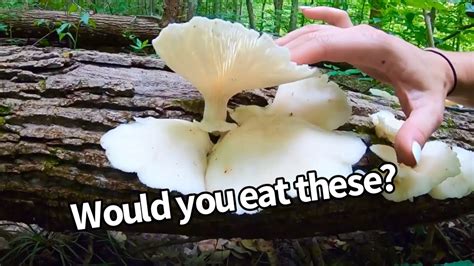 Indiana Wild Mushrooms Waterways And More Youtube