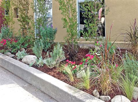 Drought Tolerant Plants And Hedge Trees Brighten Up This Small Front