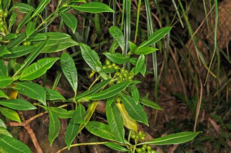 Psychotria Plant22 Rubiaceae