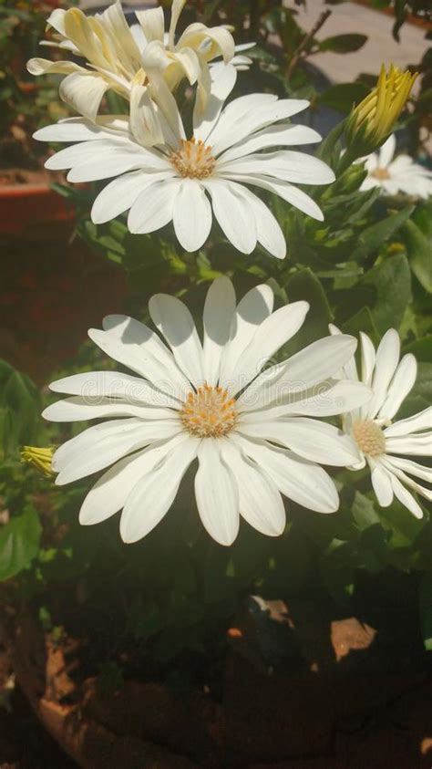 White Flowers With Yellow Center Stock Image Image Of Naturaleza