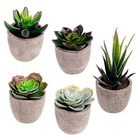 I have heard the term used to describe a varied range of plants from euphorbias to fouquierias (ocotillo) to agaves, yuccas, & aloes. Amazon.com: Assorted Decorative Faux Succulent Artificial ...