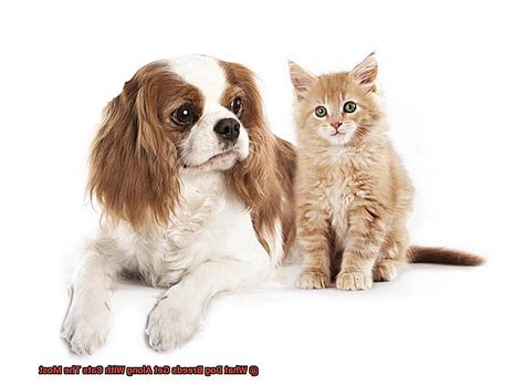 What Dog Breeds Get Along With Cats The Most