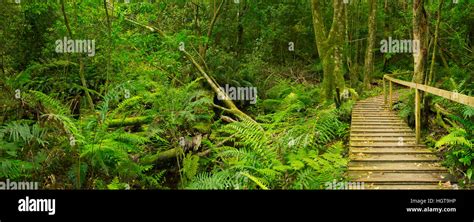 A Path Through Lush Temperate Rainforest In The Tsitsikamma Section Of